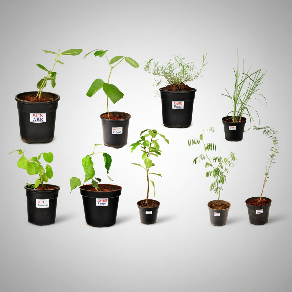 Kusha Plant (For Ketu)-All Navgraha Plants