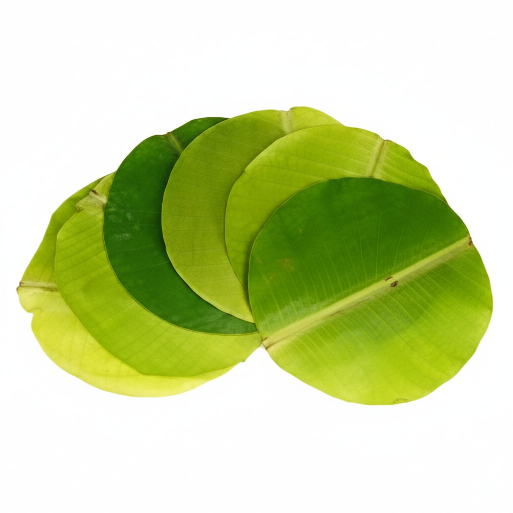 Banana leaves-Set of 12 (Normal Leaves)