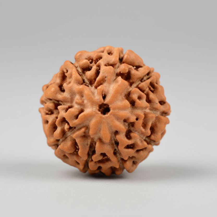 Nine Mukhi from Java Indonesia Large