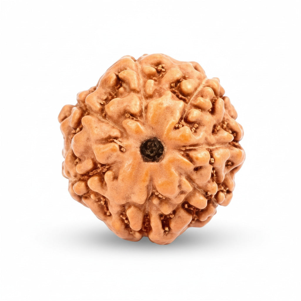 Seven Mukhi from Java Indonesia