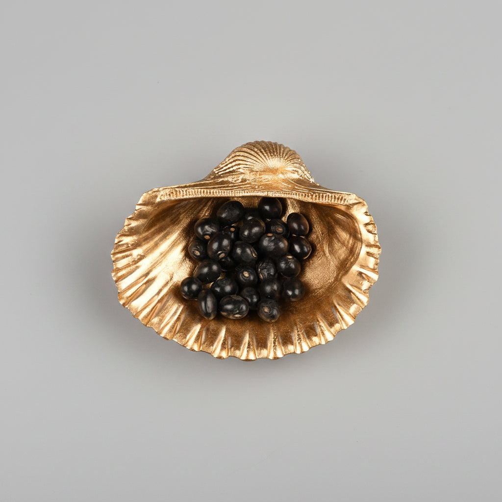 Sea Shell With Gunja (Chirmi)-Black Chirmi (Wealth & Prosperity)