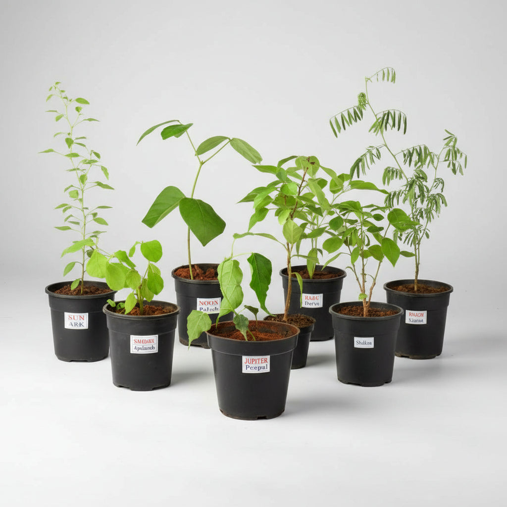 Apamargha Plant (For Mercury or Budh)-All Navgraha Plants