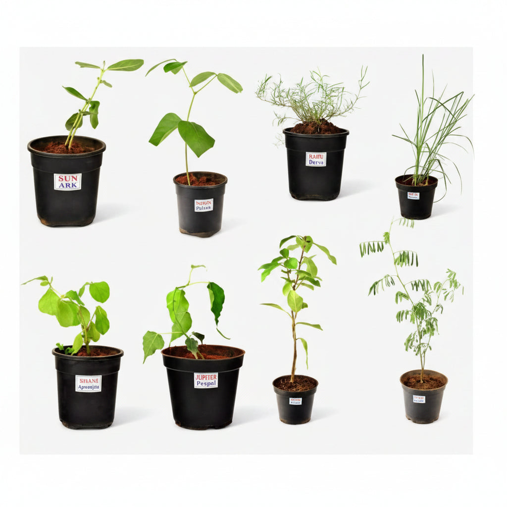 Durva Plant (For Rahu)-All Navgraha Plants