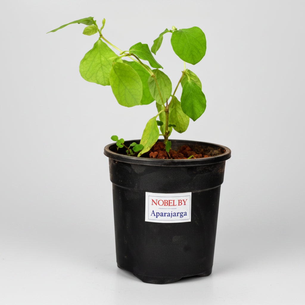 Apamargha Plant (For Mercury or Budh)-Only Apamargha Plant