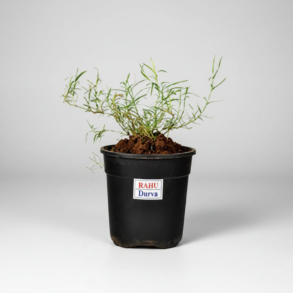 Durva Plant (For Rahu)-All Navgraha Plants