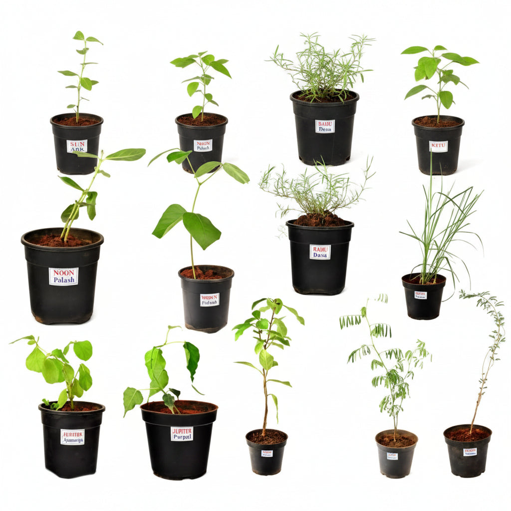 Apamargha Plant (For Mercury or Budh)-Only Apamargha Plant