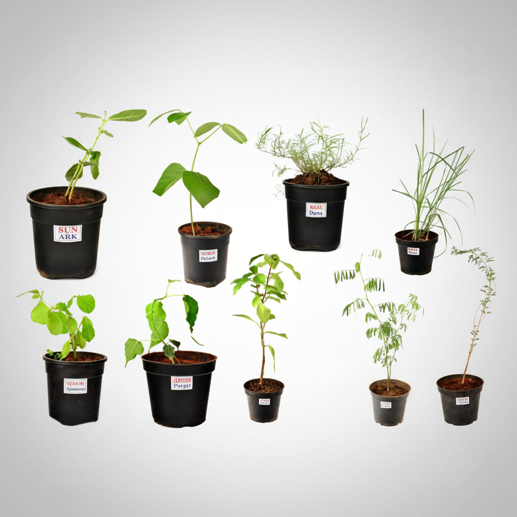 Mandar Plant (For Sun or Surya)-All Navgraha Plants