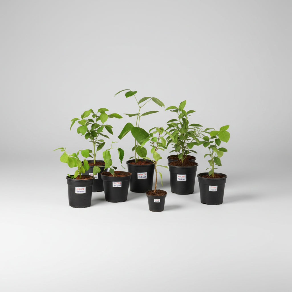 Mandar Plant (For Sun or Surya)-Only Mandar Plant