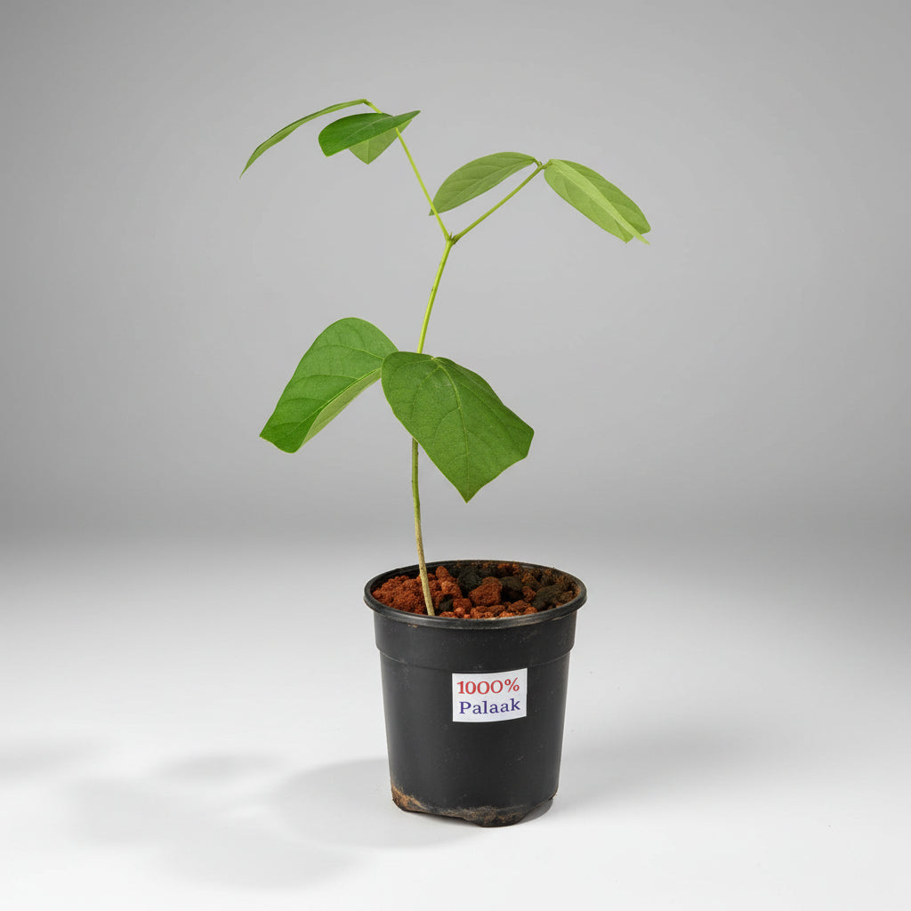 Palash Plant (For Moon or Chandra)-Only Palash Plant