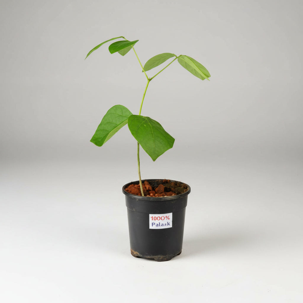 Palash Plant (For Moon or Chandra)-All Navgraha Plants