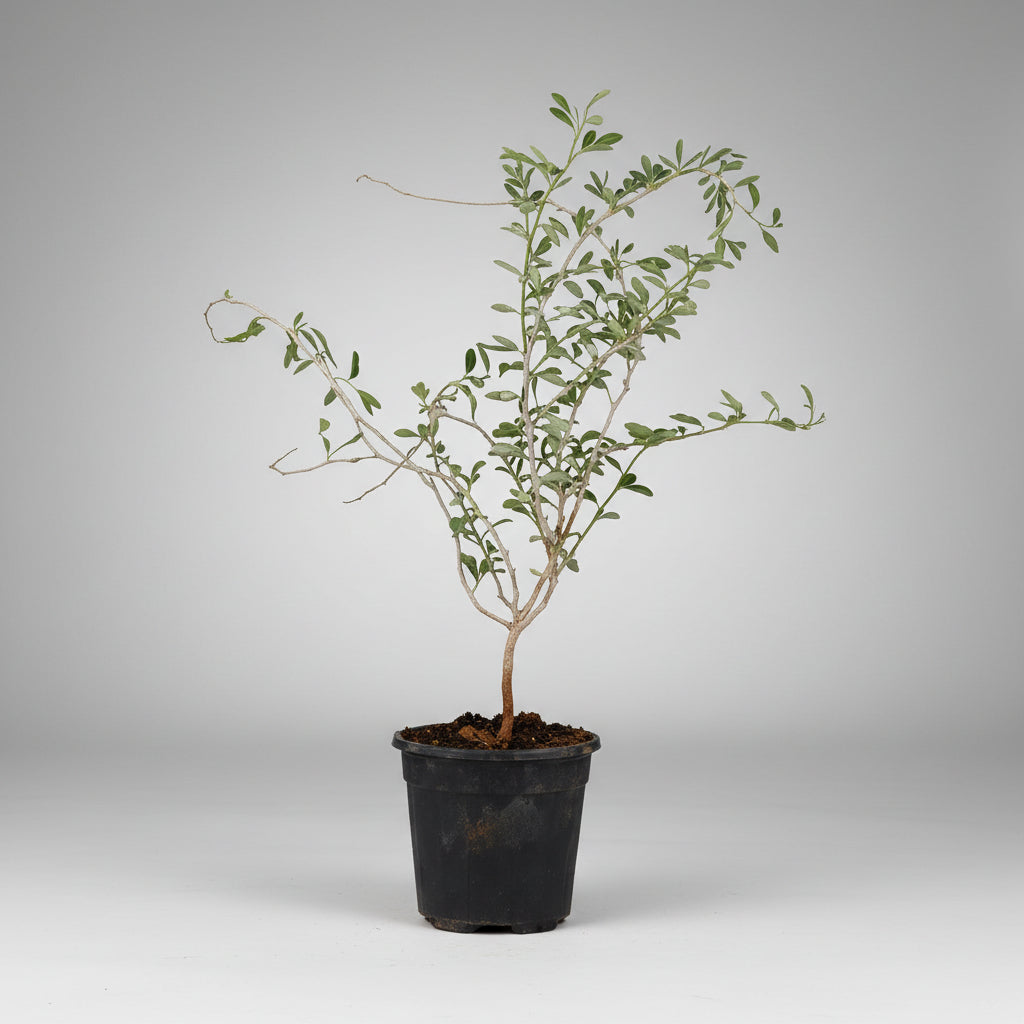 Shami Plant