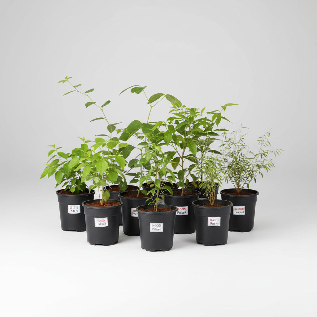 Peepal Plant (For Jupiter or Guru)-Only Peepal Plant