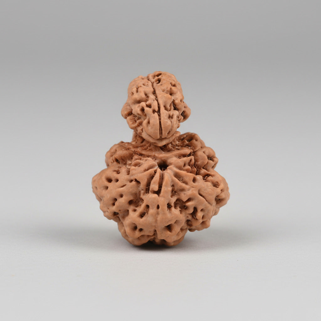 Super Collector Double Savar Naag Rudraksha