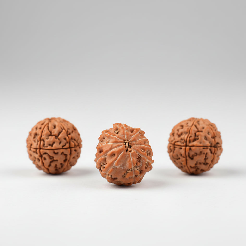 Ten Mukhi from Java Indonesia Small
