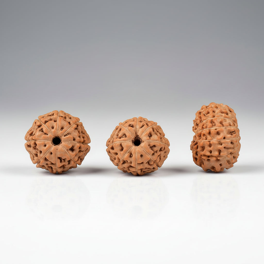 Collector Twelve Mukhi from Java Indonesia