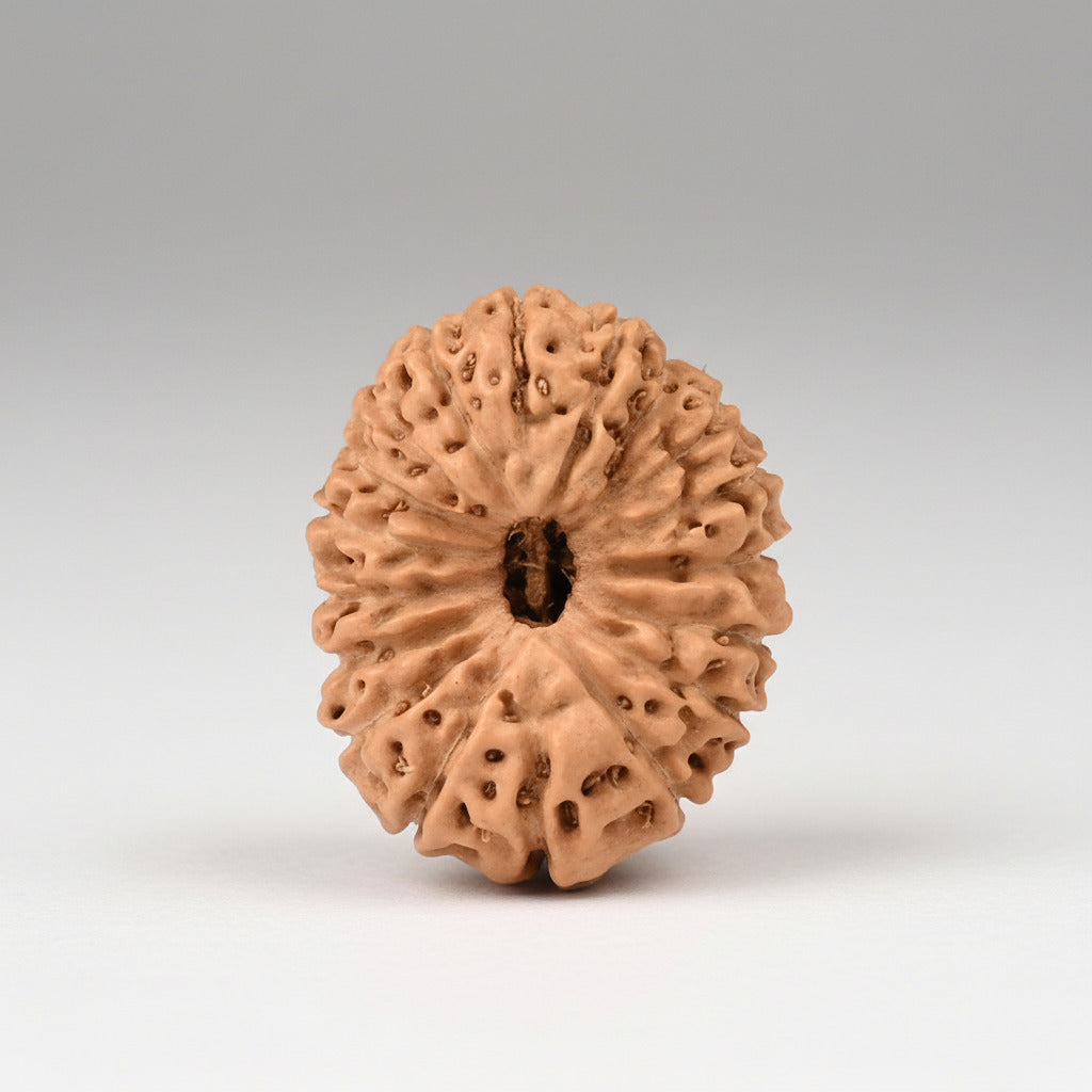 18 Mukhi from Java Indonesia Small