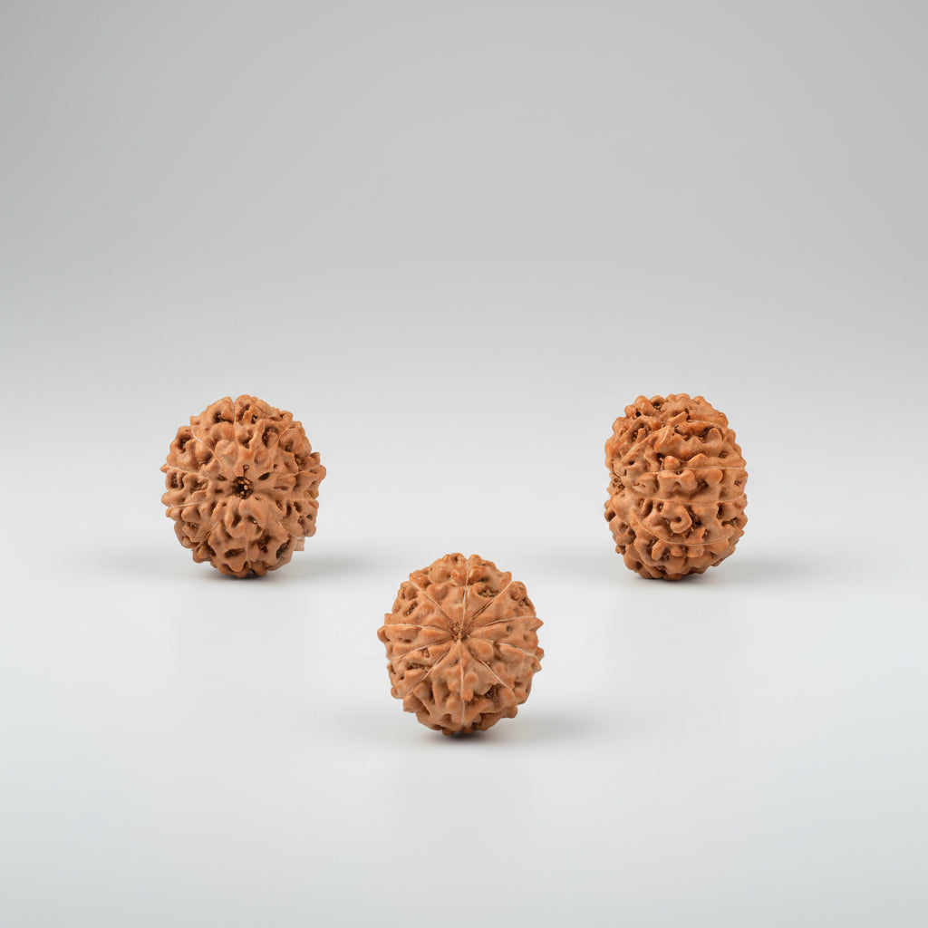 Ten Mukhi from Java Indonesia Large