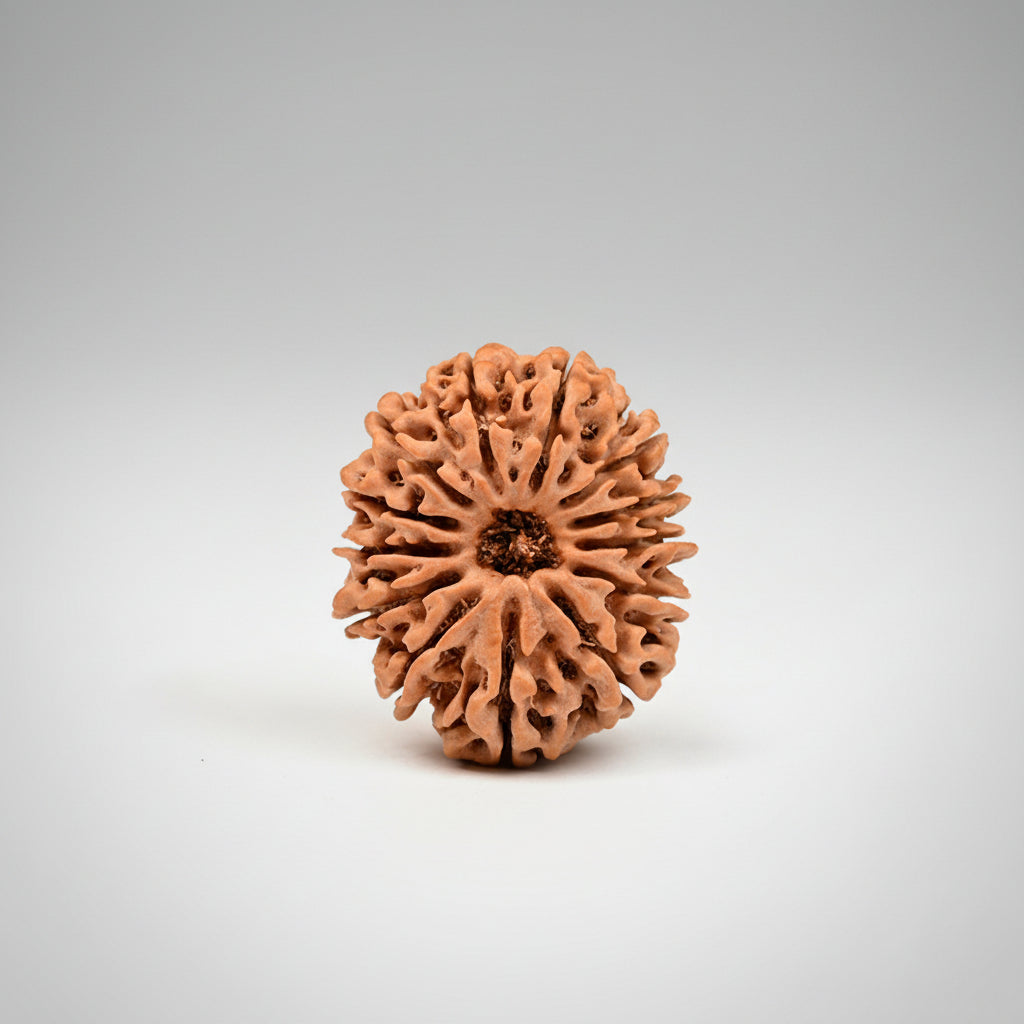 Thirteen Mukhi from Nepal Large