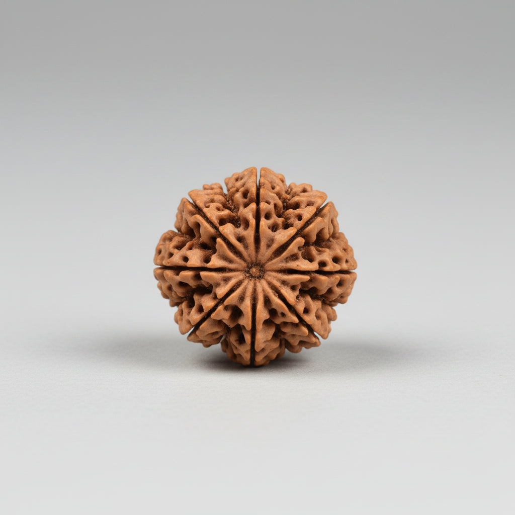 Thirteen Mukhi from Nepal Large