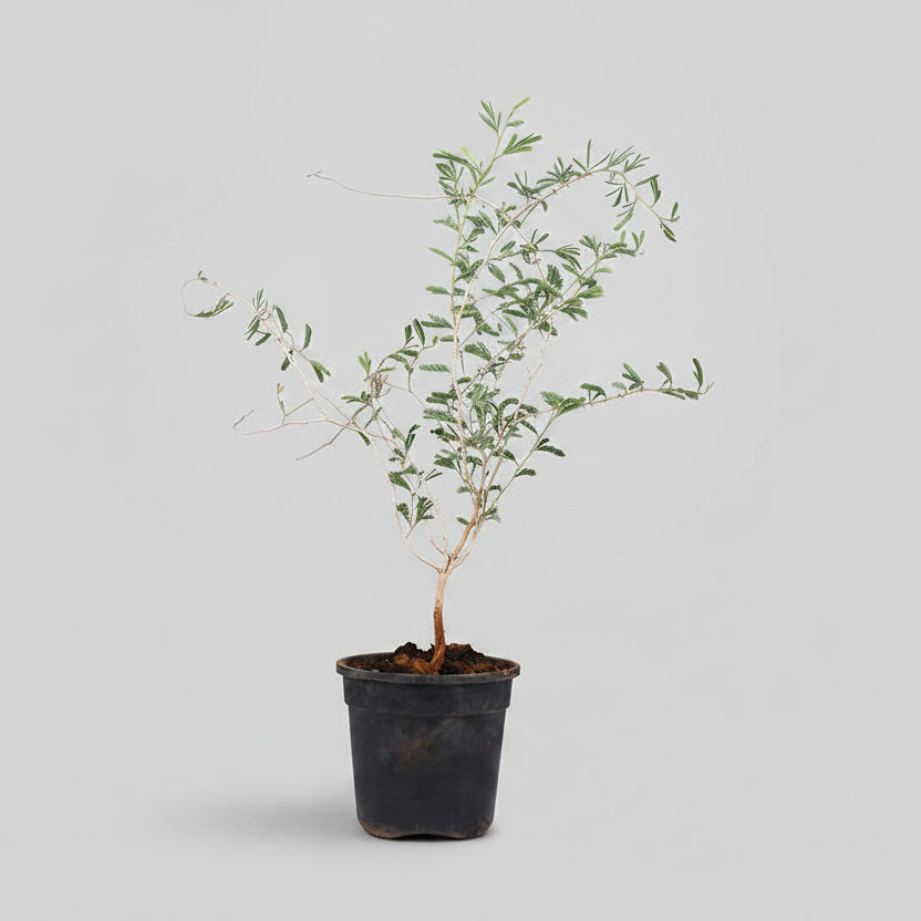 Shami Plant (For Saturn or Shani)-Only Shami Plant