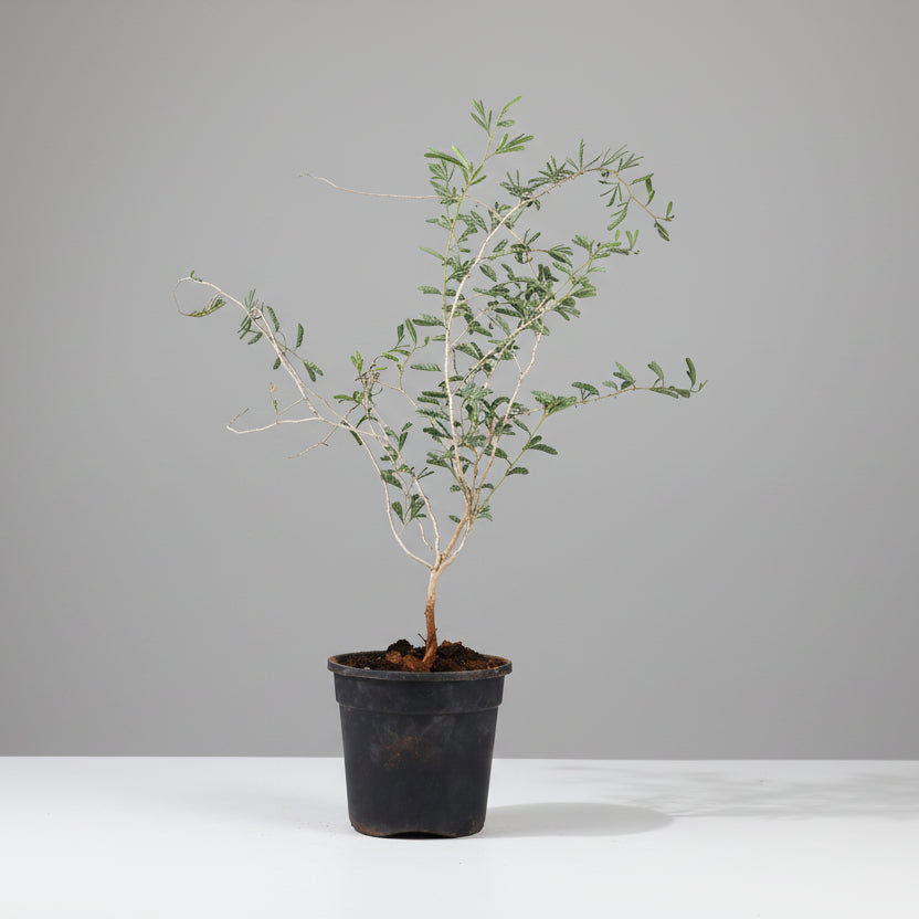 Shami Plant (For Saturn or Shani)-All Navgraha Plants