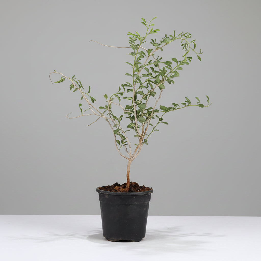 Shami Plant (For Saturn or Shani)-Only Shami Plant