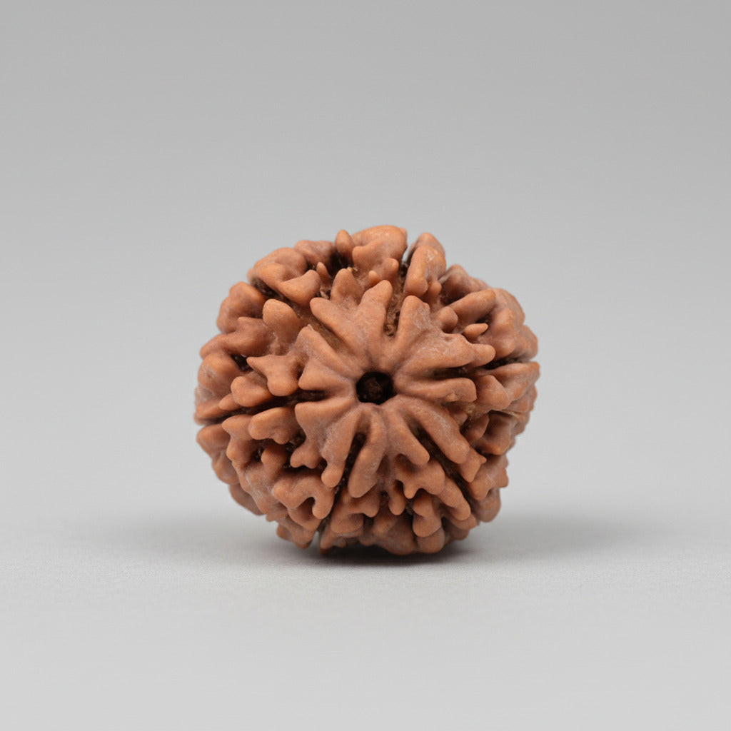 Six Mukhi from Nepal