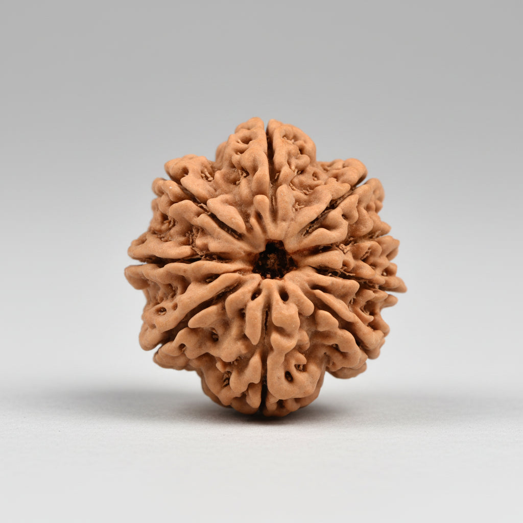 Nine Mukhi from Nepal
