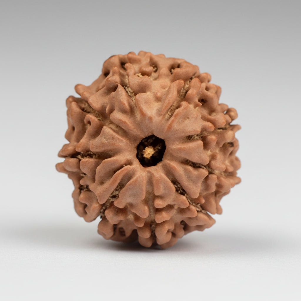 Nine Mukhi from Nepal Small