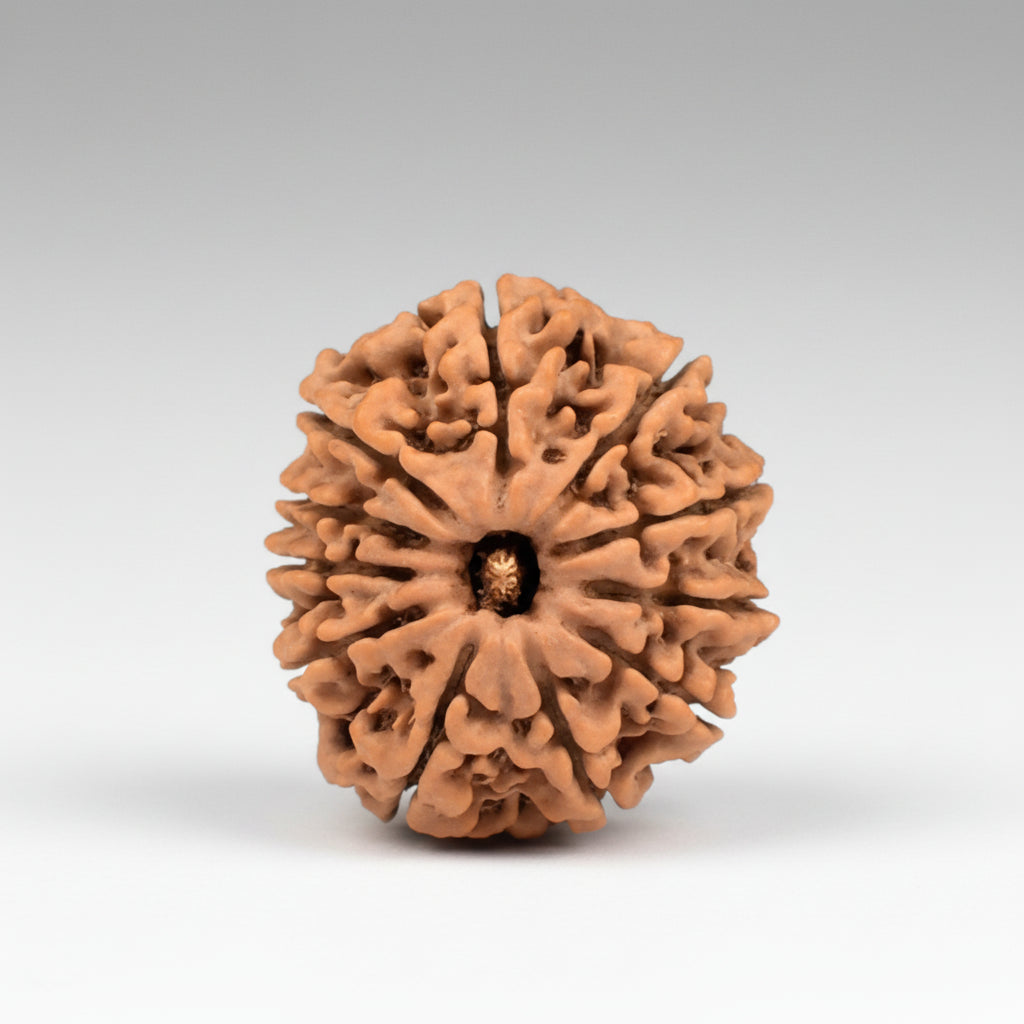 Eleven Mukhi from Nepal