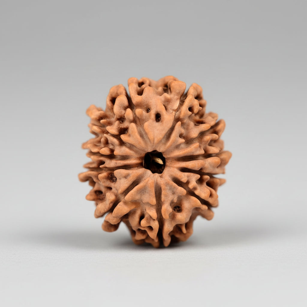 Eleven Mukhi from Nepal Small