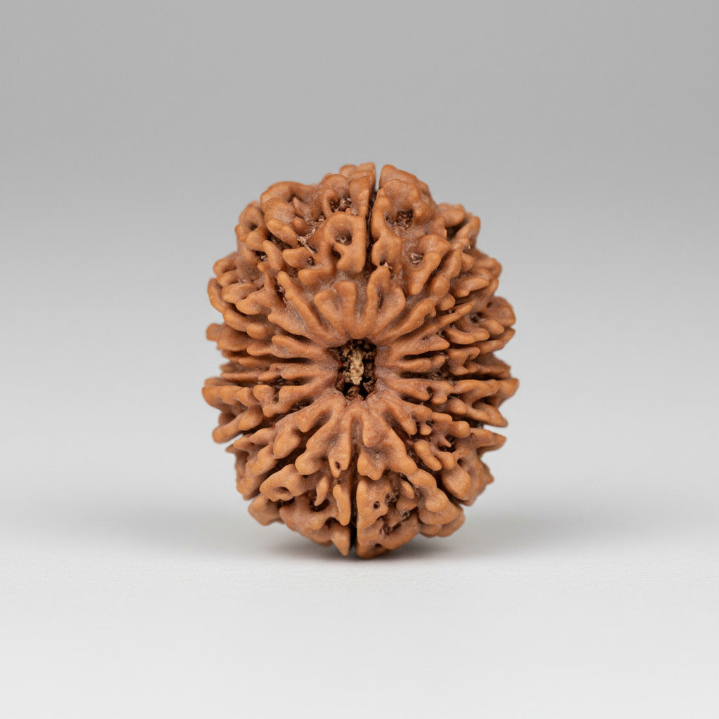 Fourteen Mukhi from Nepal