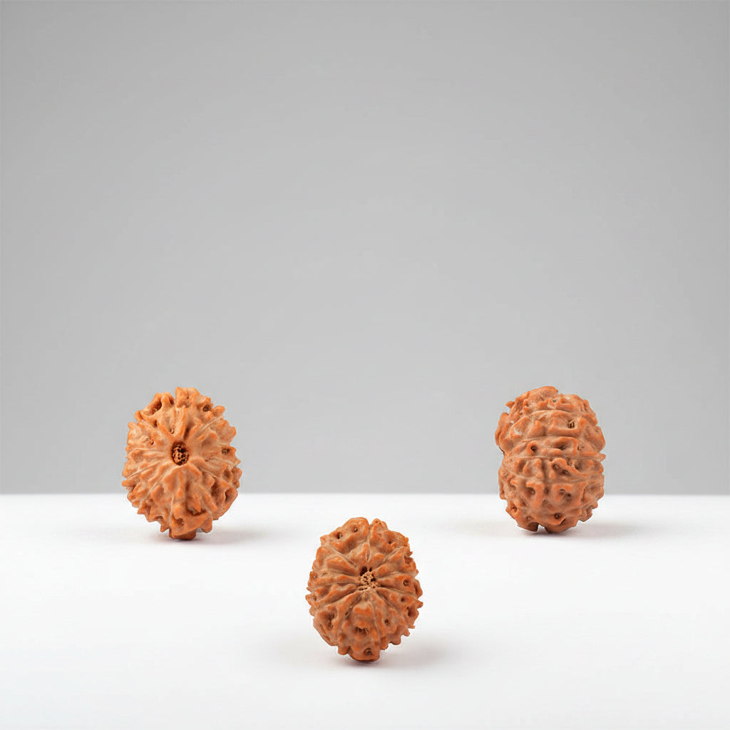 Eleven Mukhi from Java Indonesia