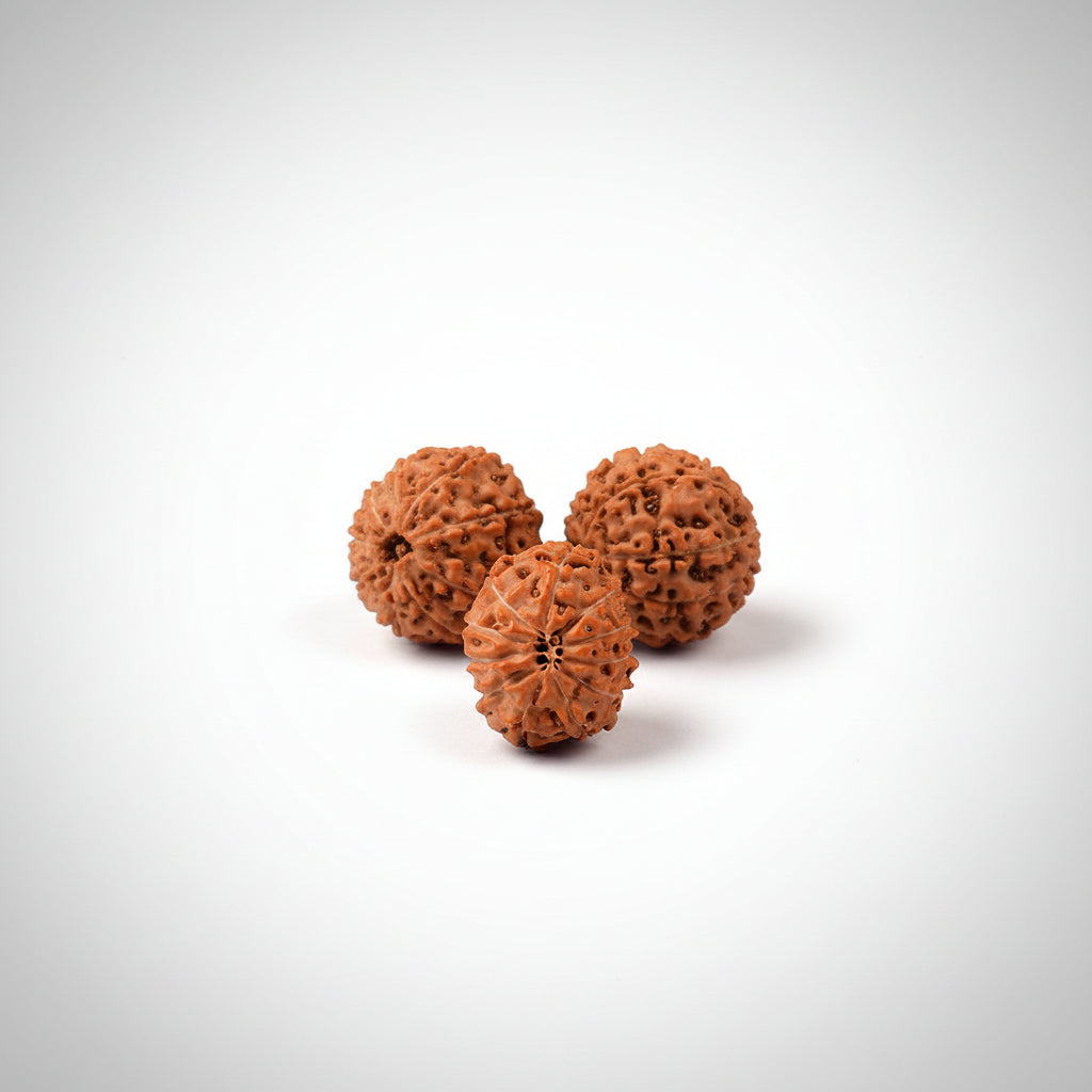 Eleven Mukhi from Java Indonesia Small