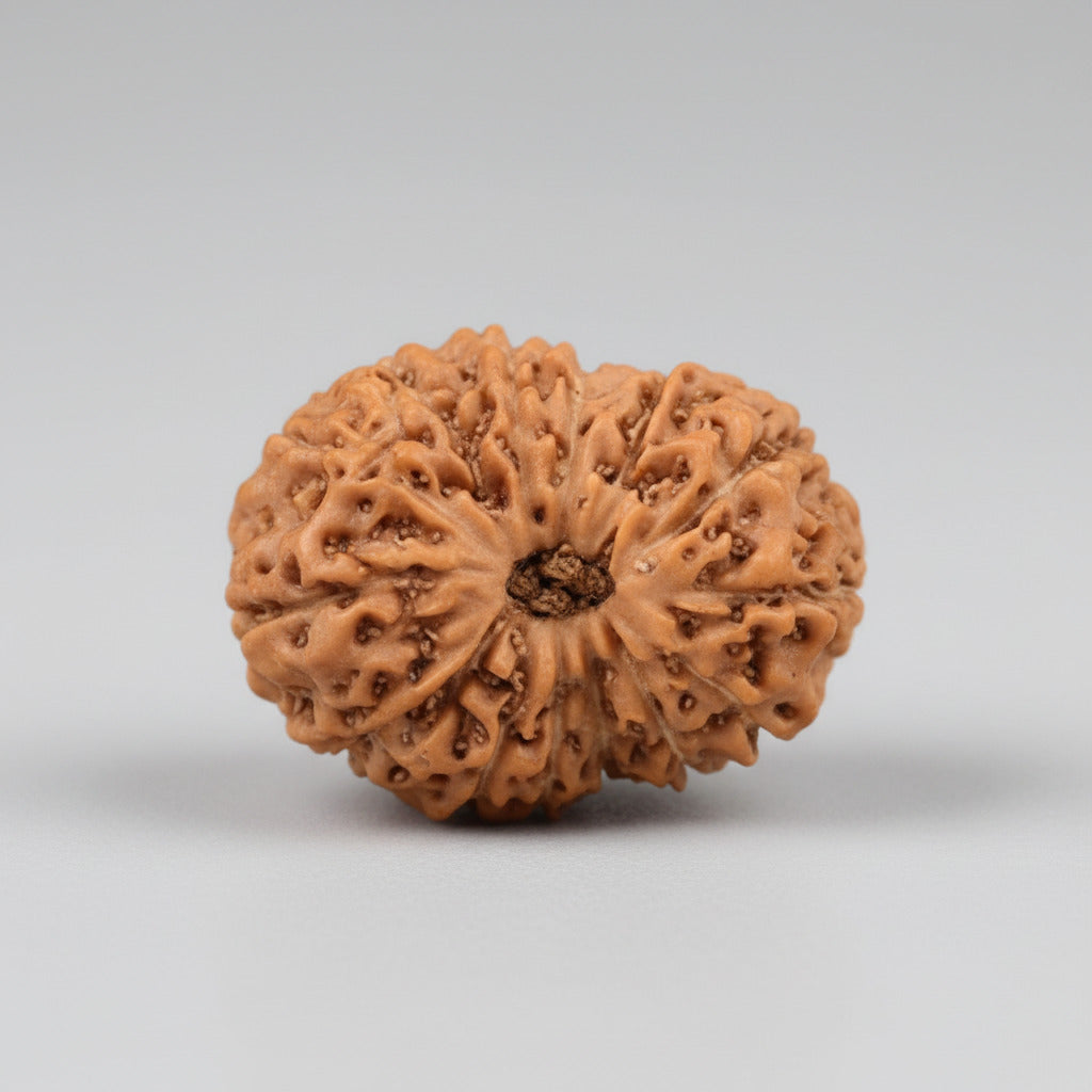Fourteen Mukhi from Java Indonesia