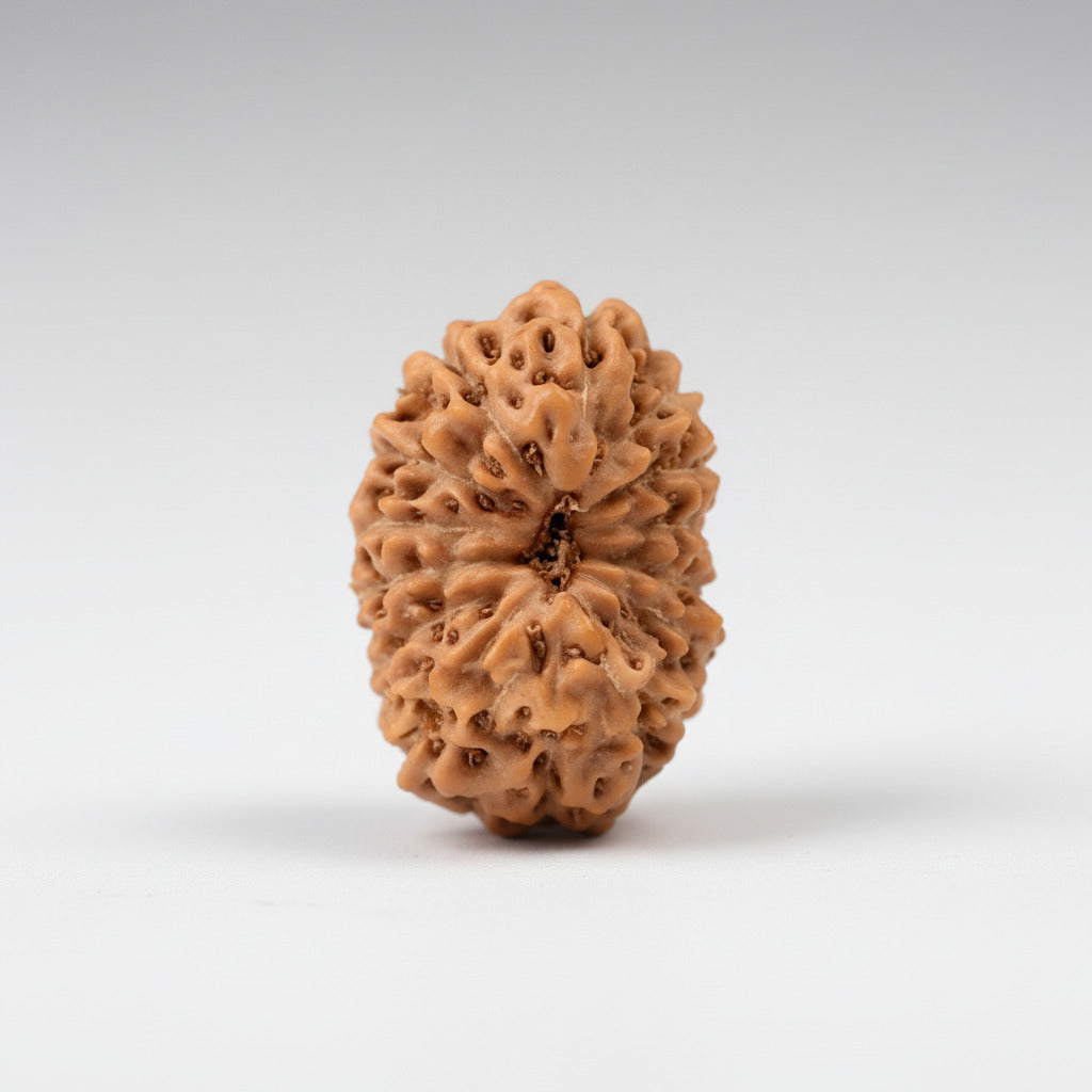 Fourteen Mukhi from Java Indonesia Small