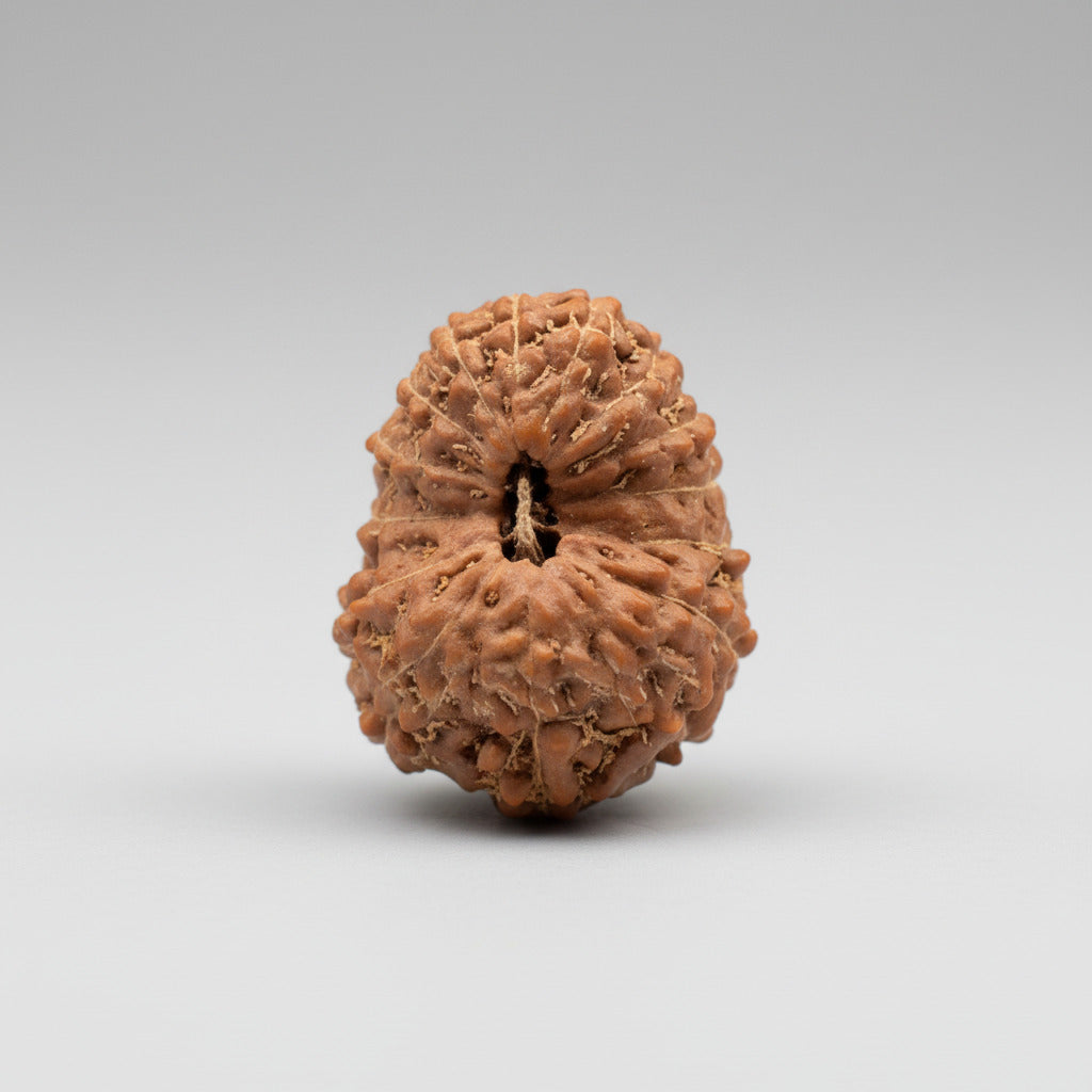 Fifteen Mukhi from Java Indonesia