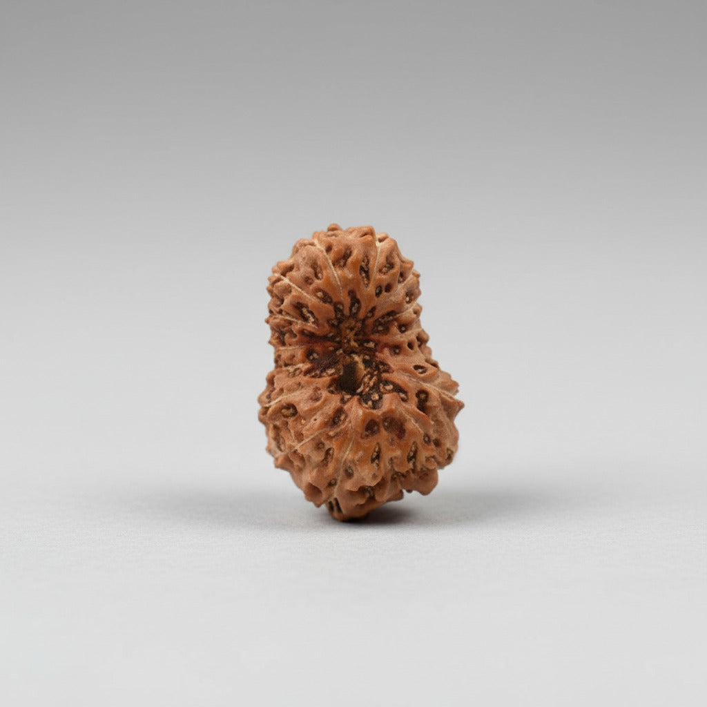 Fifteen Mukhi from Java Indonesia III
