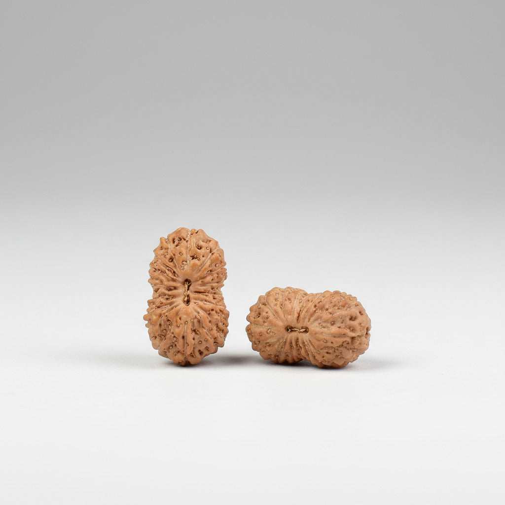 Seventeen Mukhi from Java Indonesia