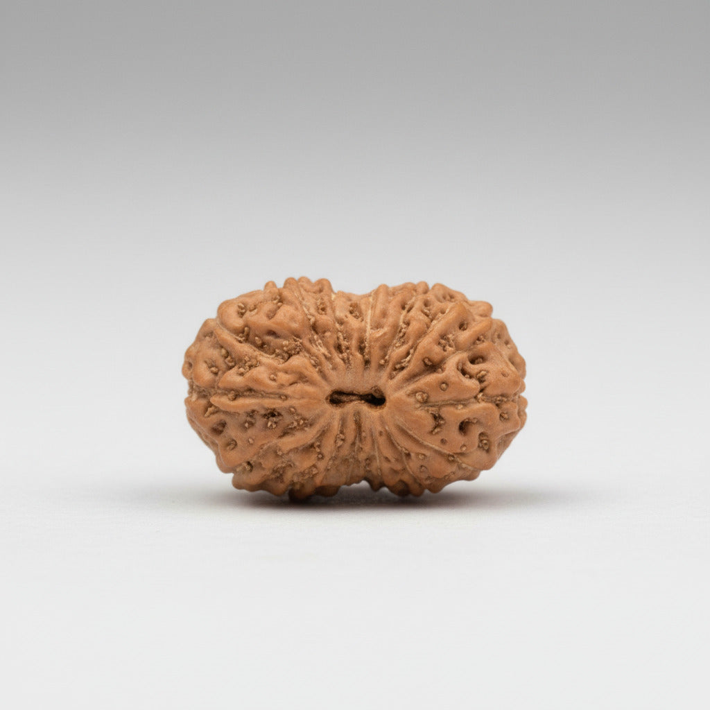 Seventeen Mukhi from Java Indonesia