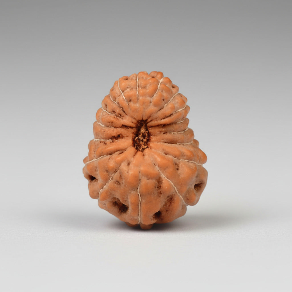 Seventeen Mukhi from Java Indonesia LXVII