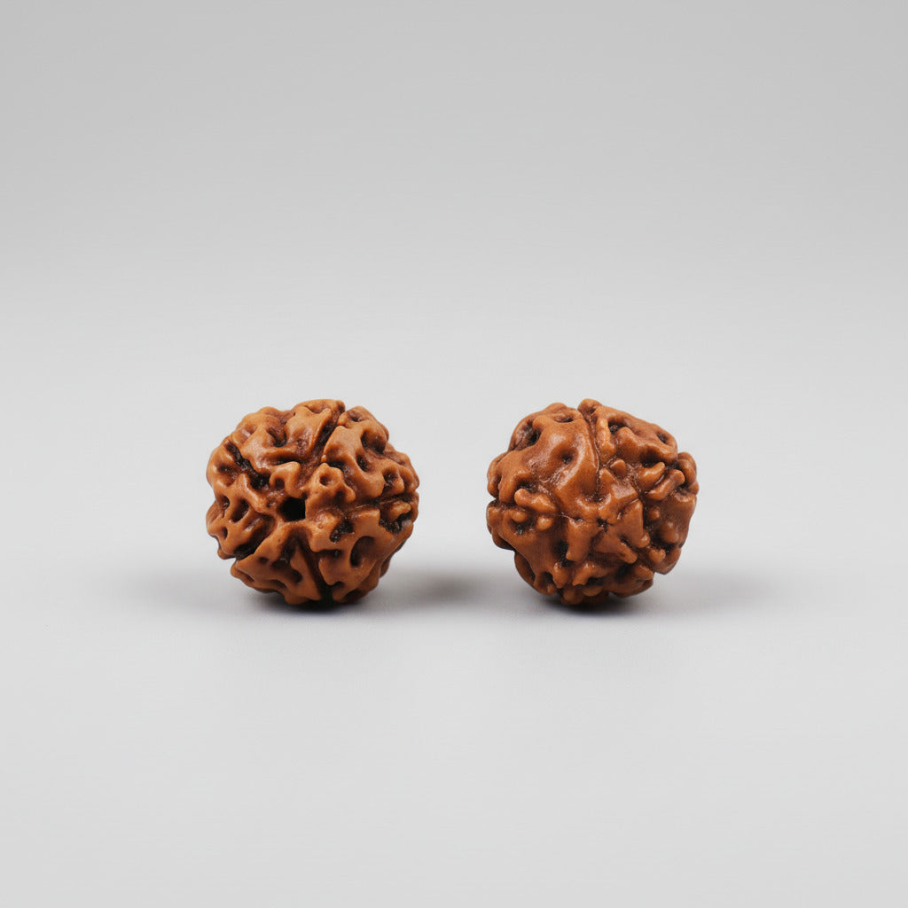 Five Mukhi from Java Indonesia Large