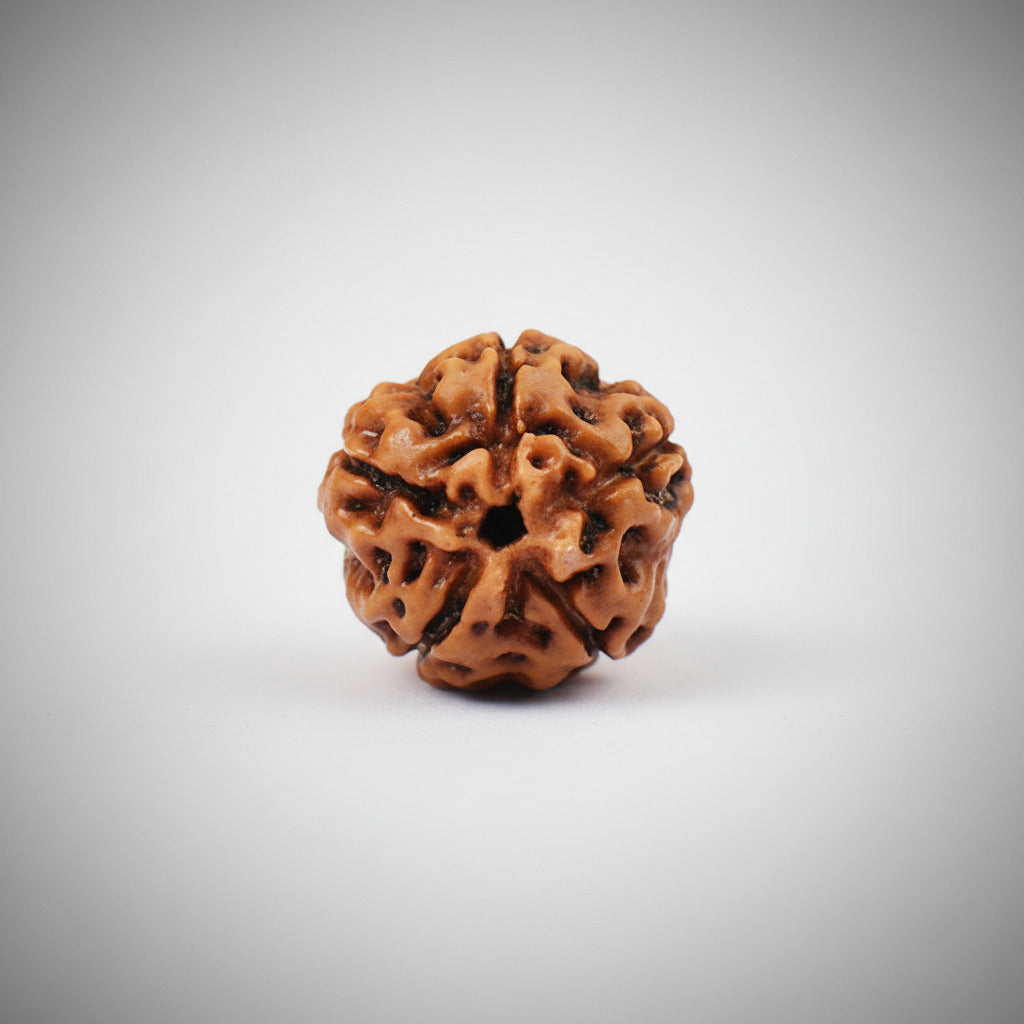 Five Mukhi from Java Indonesia Large