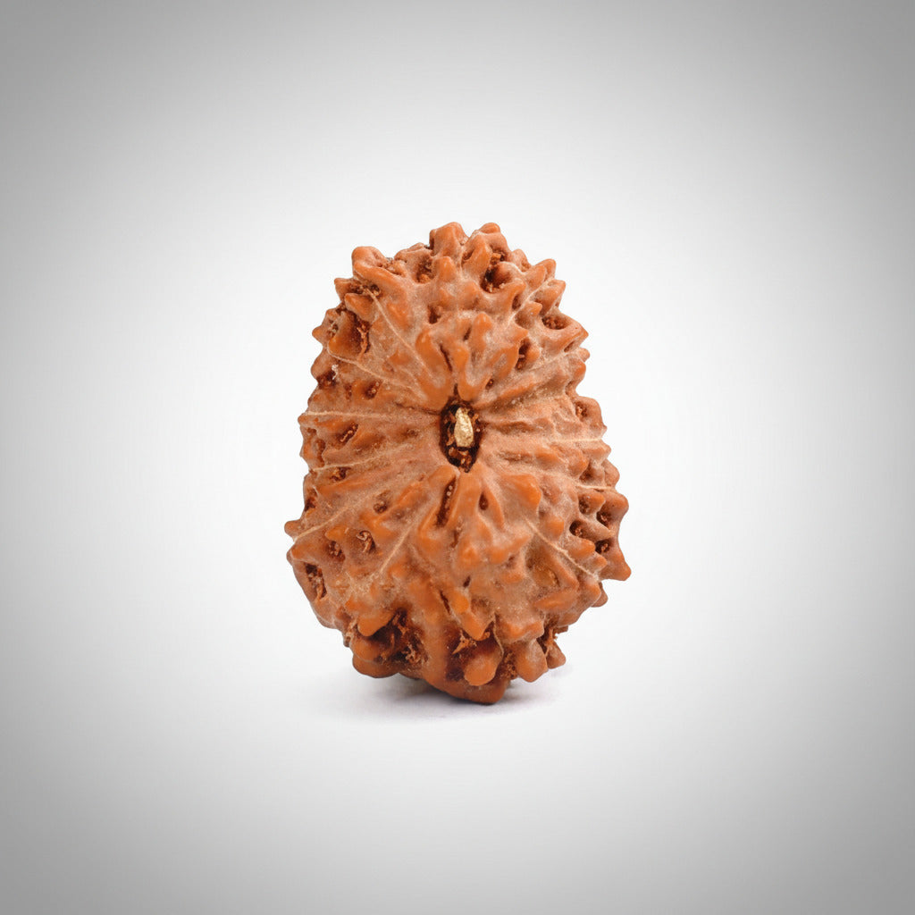 Fourteen Mukhi from Java Indonesia Large XXVIII