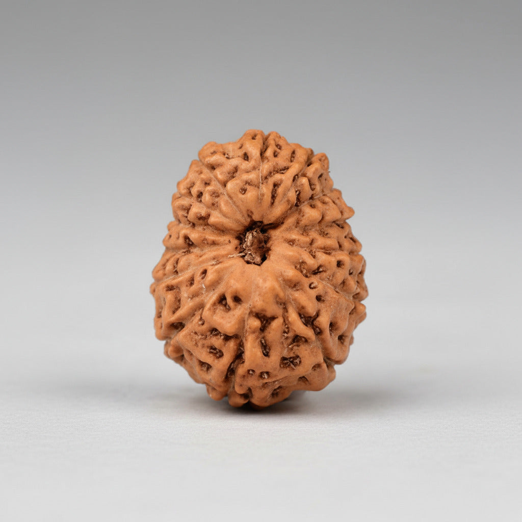 Fourteen Mukhi from Java Indonesia Large - L