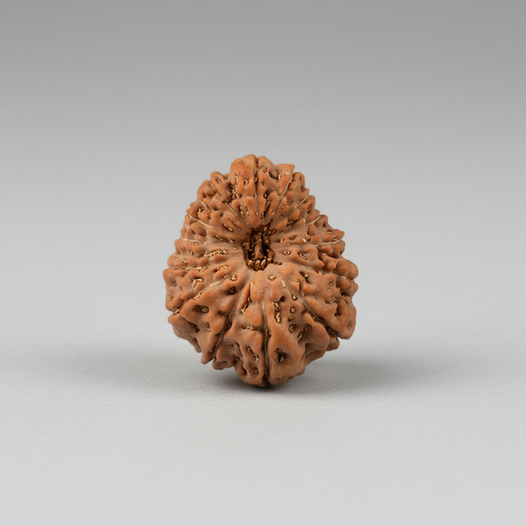 Fourteen Mukhi from Java Indonesia Large XCIII