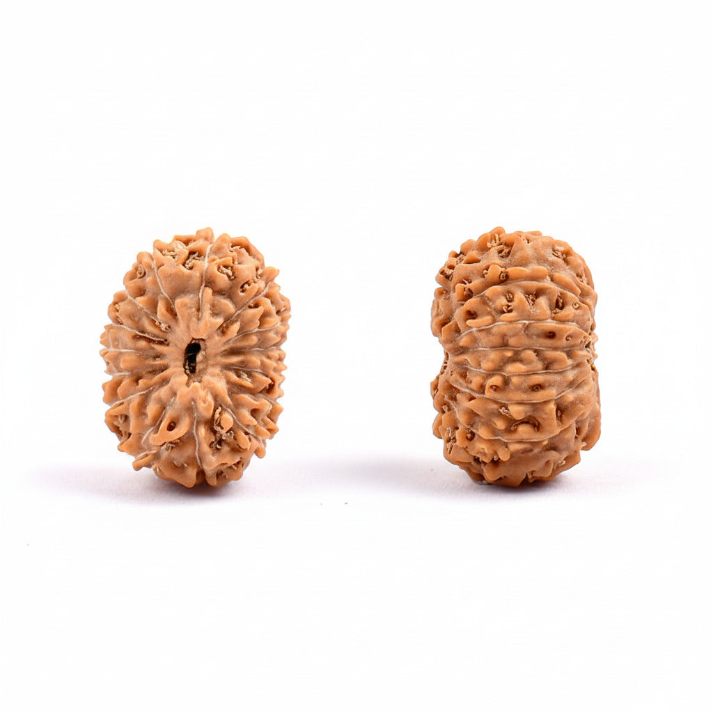 Fifteen Mukhi from Java Indonesia Large