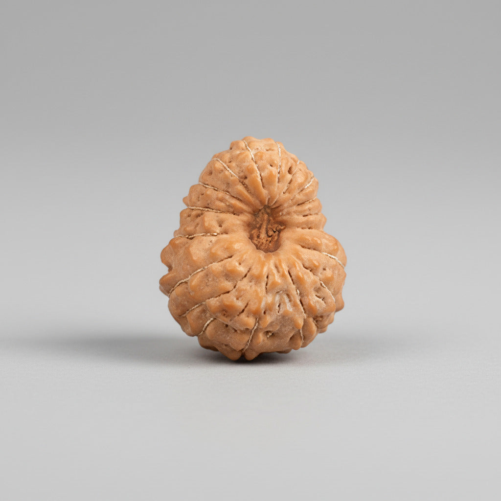 Seventeen Mukhi from Java Indonesia Large