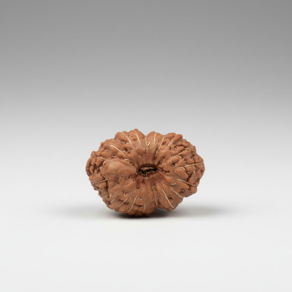 Nineteen Mukhi from Java Indonesia Large