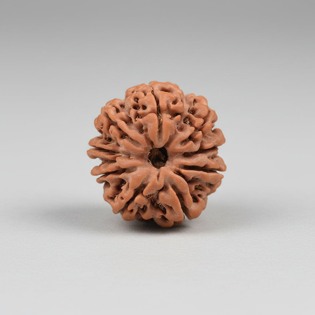 Nine Mukhi from Nepal Large